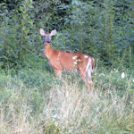 White-tailed Deer
