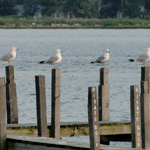 Gulls