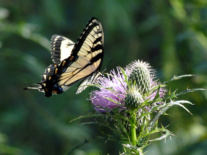 Yellow Monarch, Nelsonville, Ohio - 8/28/2010
