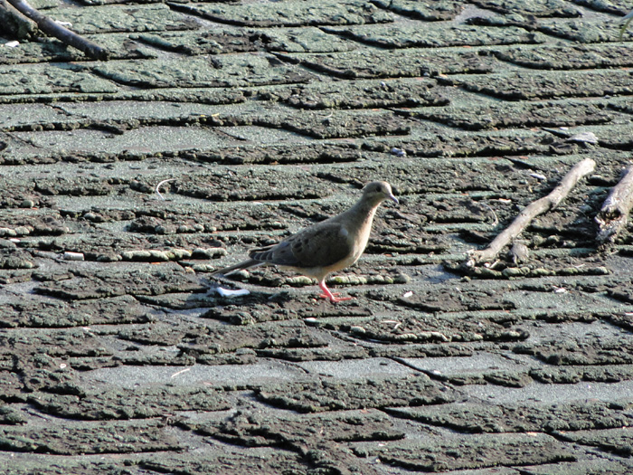 Bird, Nelsonville, Ohio - 8/22/2010