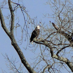 American Bald Eagle