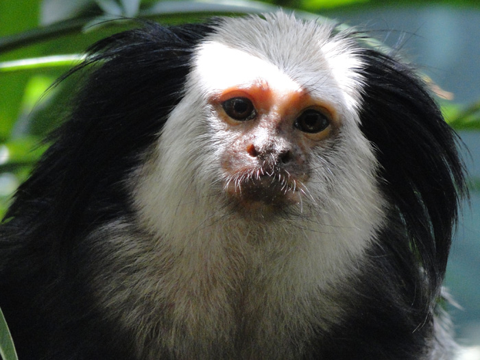 Geoffroy's Tufted-eared Marmoset