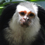 Geoffroy's Tufted-eared Marmoset