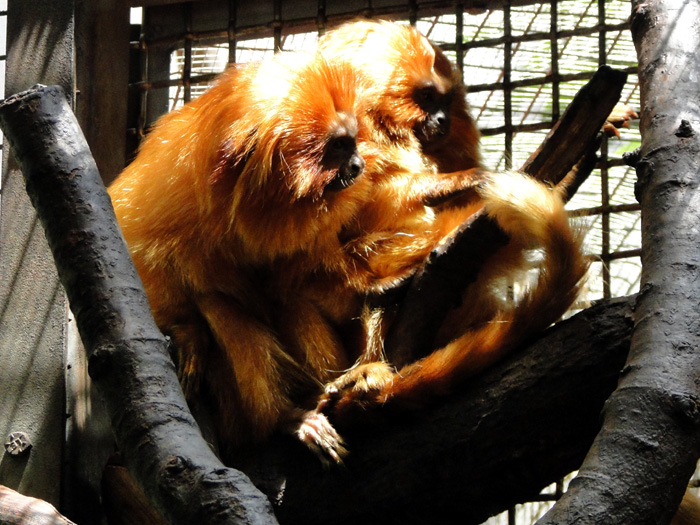 Golden Lion Tamarin