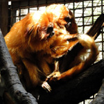 Golden Lion Tamarins