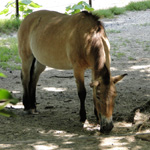 Przewalski's Horse