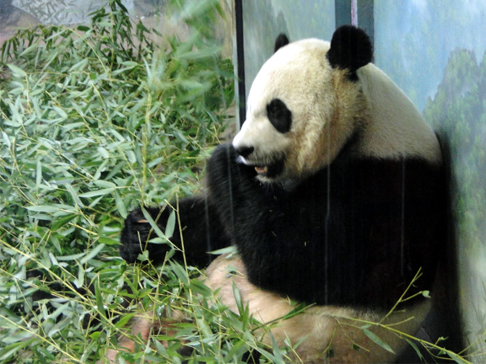 Giant Panda