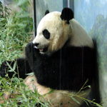 Giant Panda