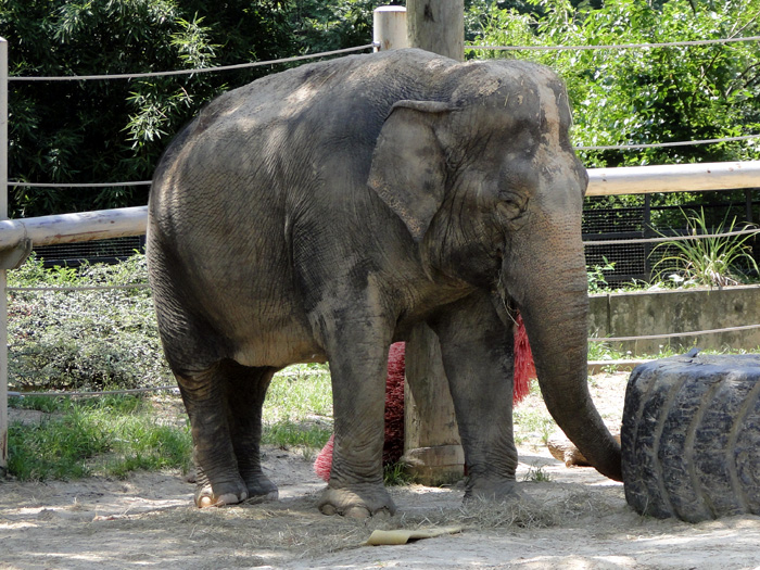 Asian Elephant