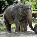 Asian Elephant