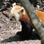 Red Panda