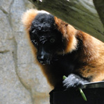 Red-Ruffed Lemurs