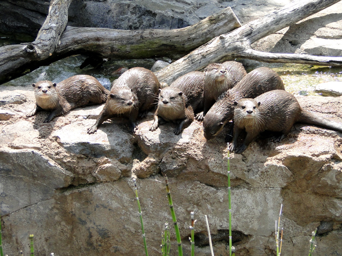 Asian Small-clawed Otters