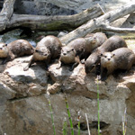 Asian Small-clawed Otters