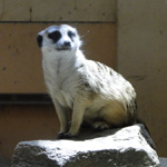 Black-Tailed Prairie Dog