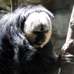 Pale-headed Saki