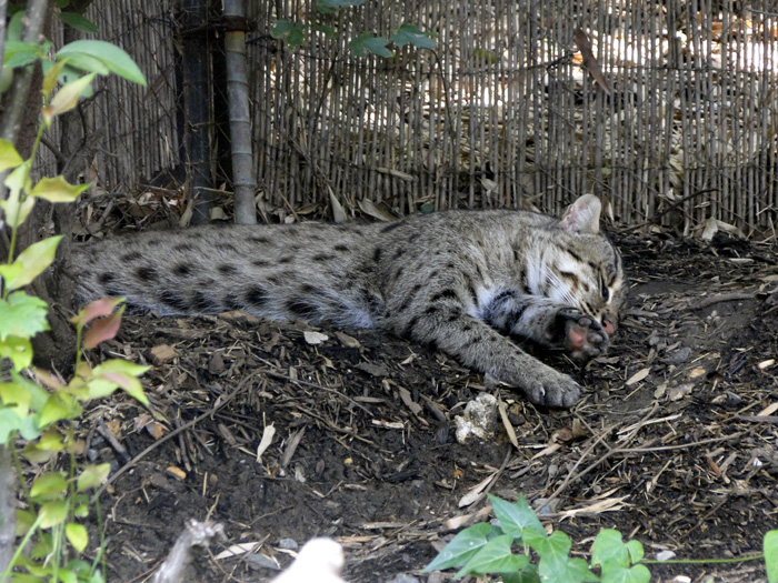 Fishing Cat