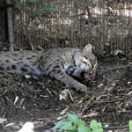 Fishing Cat
