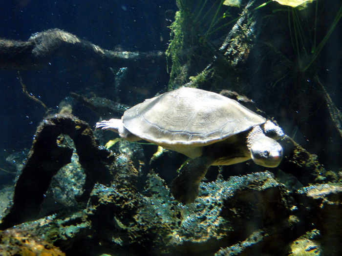 Turtle