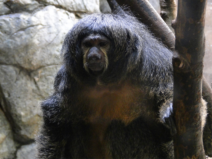 Siamang
