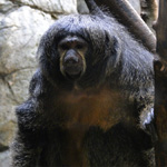 Siamang