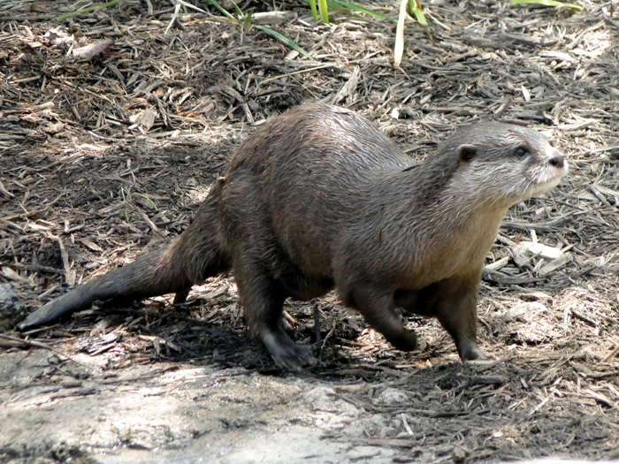 Asian Small-clawed Otter