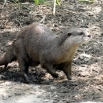 Asian Small-clawed Otter