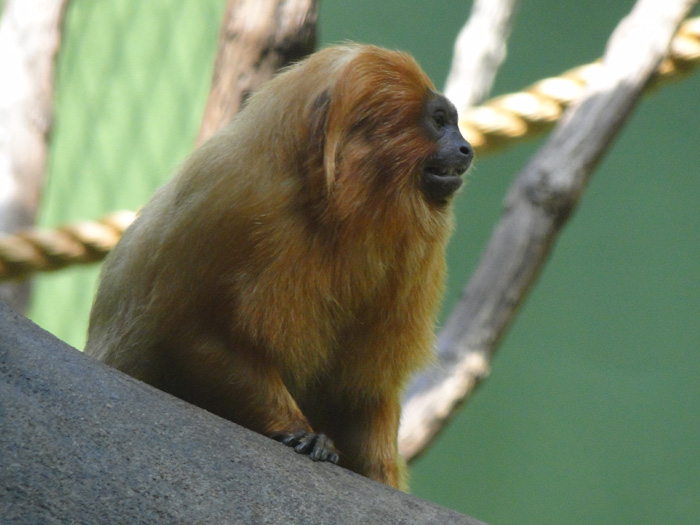 Golden Lion Tamarin