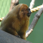 Golden Lion Tamarin