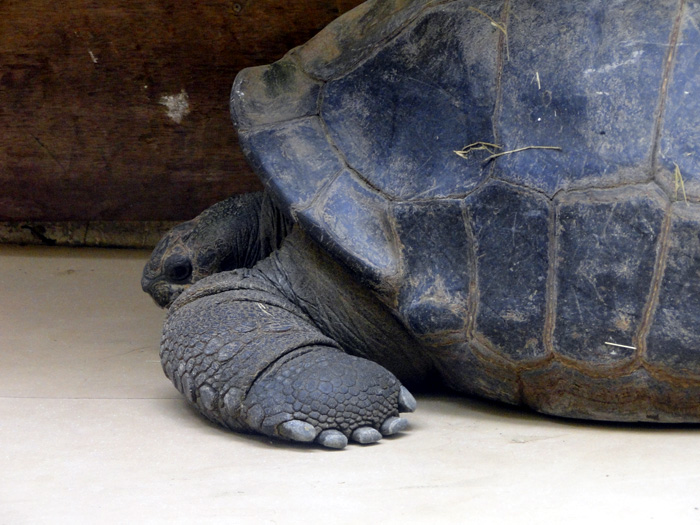 Aldabra Tortoise