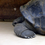 Aldabra Tortoise