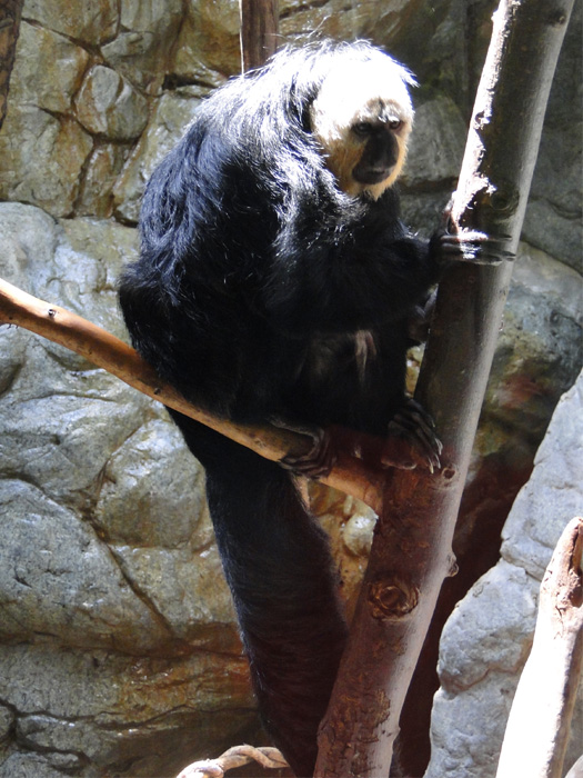 Pale-headed Saki