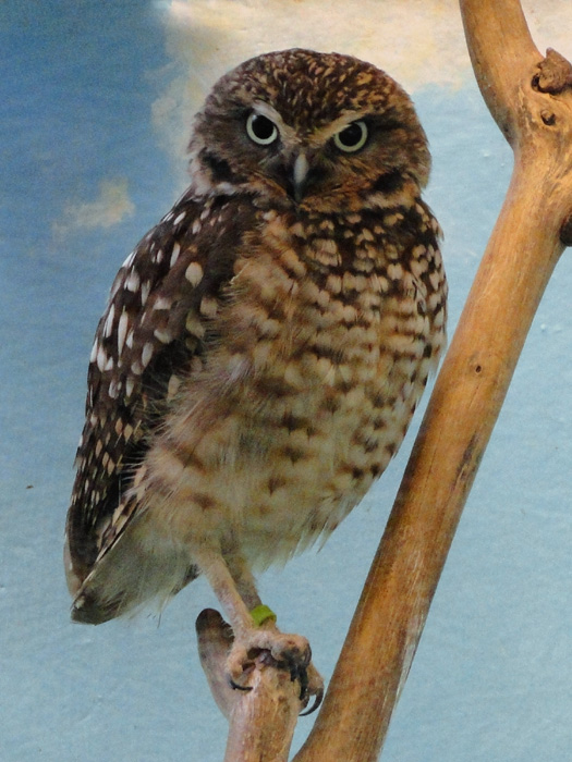 Burrowing Owl