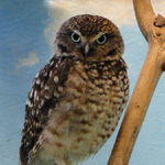 Burrowing Owl