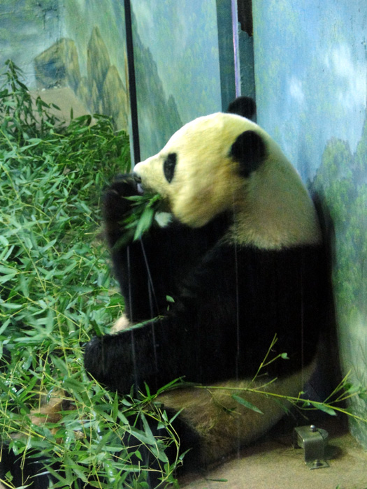 Giant Panda