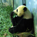 Giant Panda