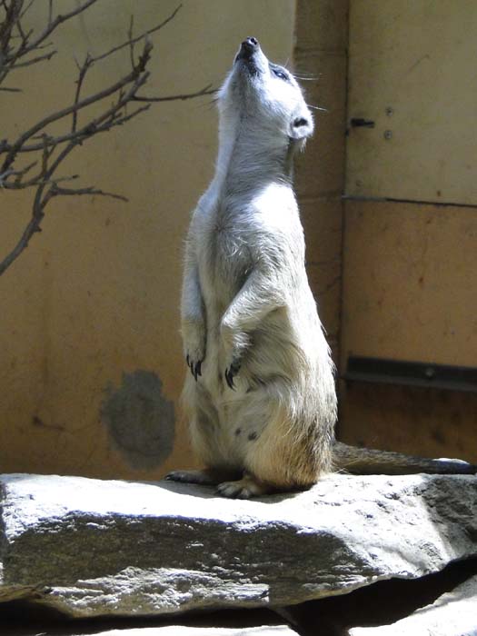 Black-Tailed Prairie Dog