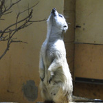 Black-Tailed Prairie Dog