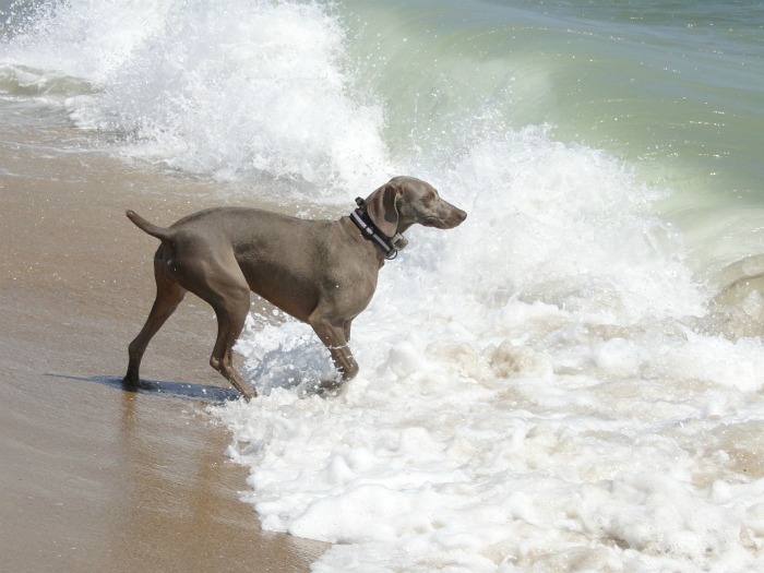 Rehoboth Beach