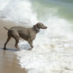 Rehoboth Beach