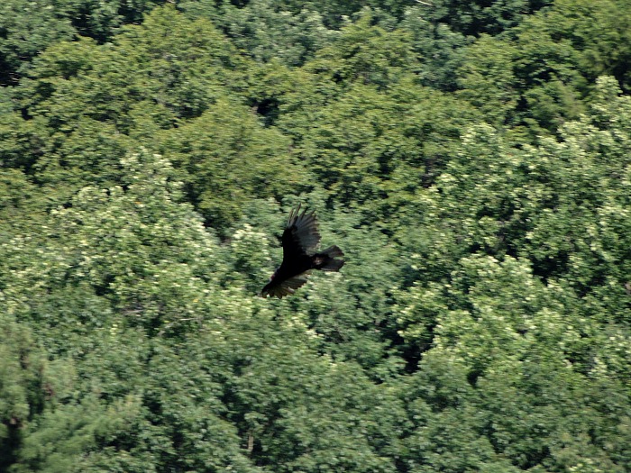 Gorge Overlook