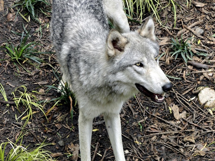 Wolf