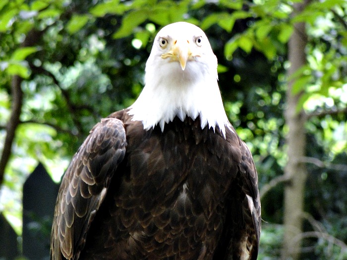 Bald Eagle