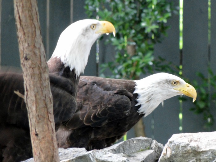 Bald Eagles