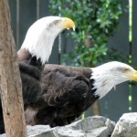 Bald Eagles