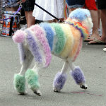 Gay Pride
