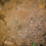 Conkles Hollow - 5/23/2012