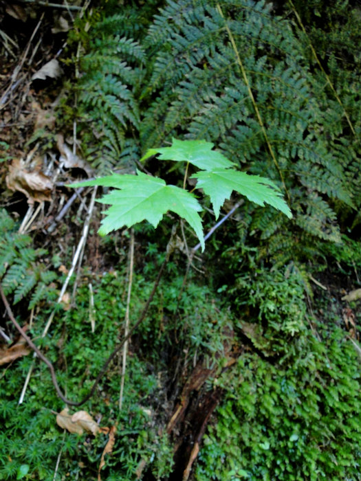 Conkles Hollow