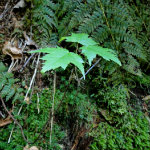 Conkles Hollow