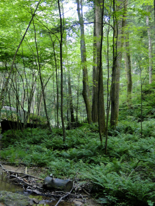 Conkles Hollow